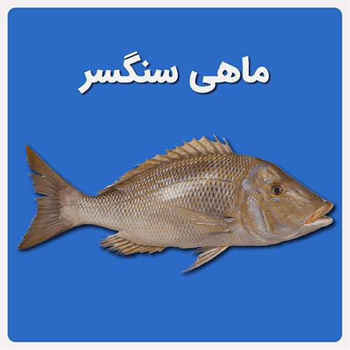 ماهی سنگسر در بازار ماهی تبریز ماهی سنگسر در بازار ماهی تبریز